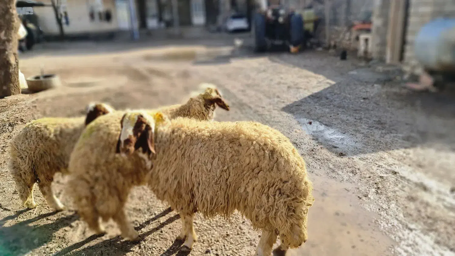 شک ورن|حیوانات مزرعه|کرمانشاه, |دیوار