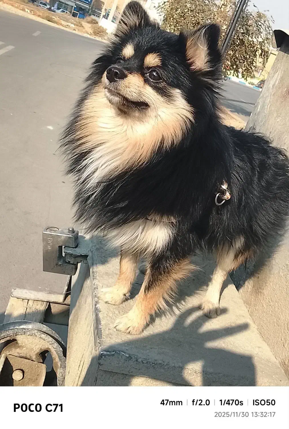 فروش سگ پامرانین روباه ای|سگ|پاکدشت, پاکدشت (مامازند)|دیوار