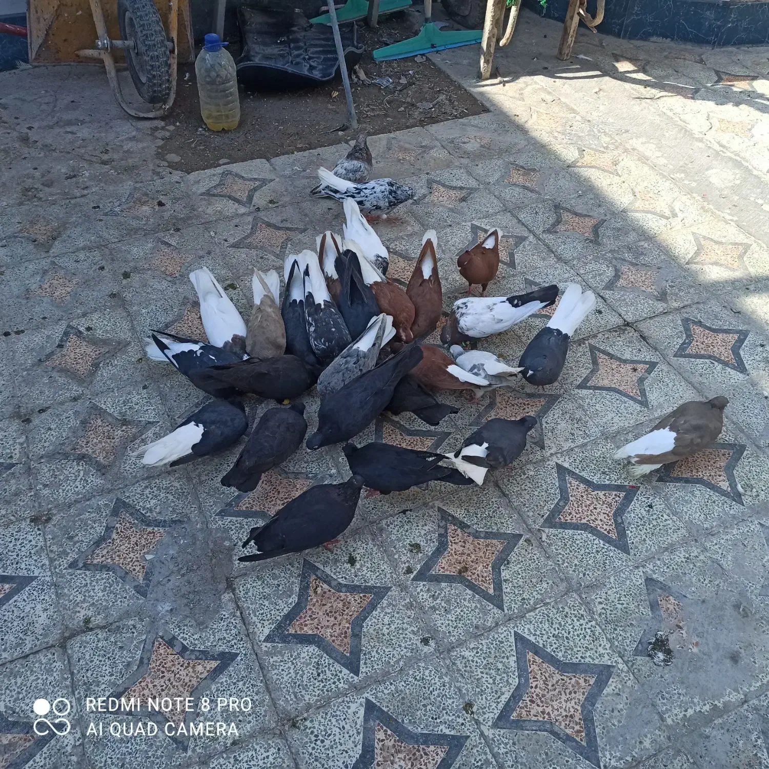 کفتر رنگی|پرنده|خرمشهر, |دیوار