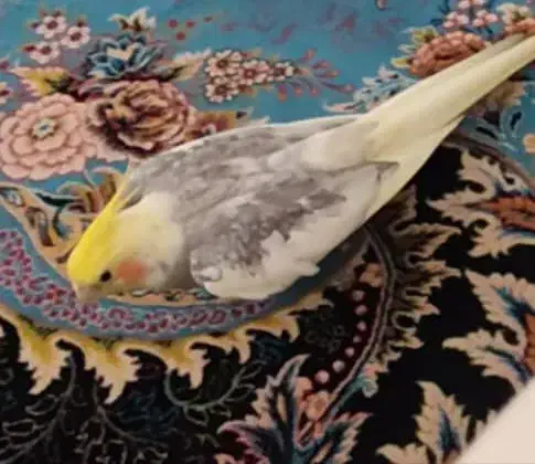 عروس هلندی گمشده خیابان امام محمد باقر اسلامشهر|حیوانات|اسلام‌شهر, شهرک مفیدی|دیوار
