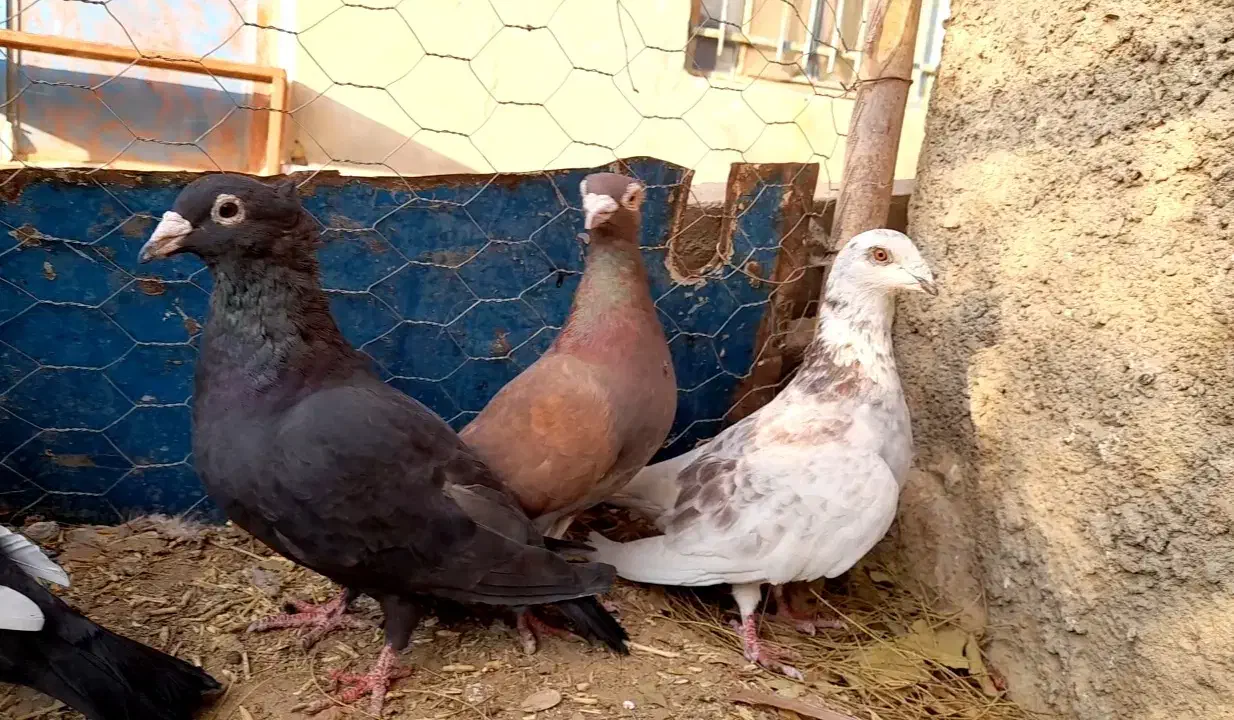 کفتر کاکلی سرخ زاغ قره مینا|پرنده|خواف, |دیوار