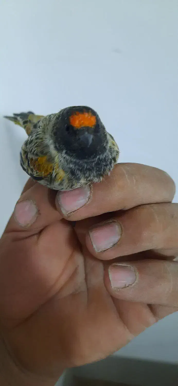 سهره گلبسر|پرنده|کرمانشاه, |دیوار