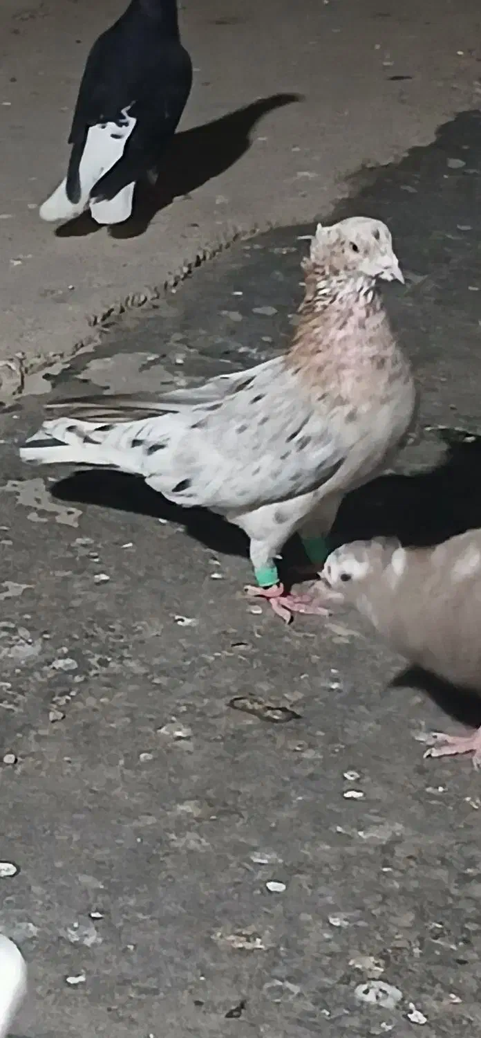 کبوتر رنگی|پرنده|شوشتر, |دیوار