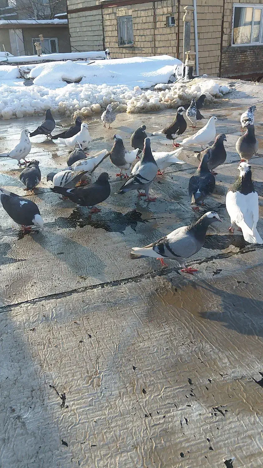 کبوتر|پرنده|مریوان, |دیوار