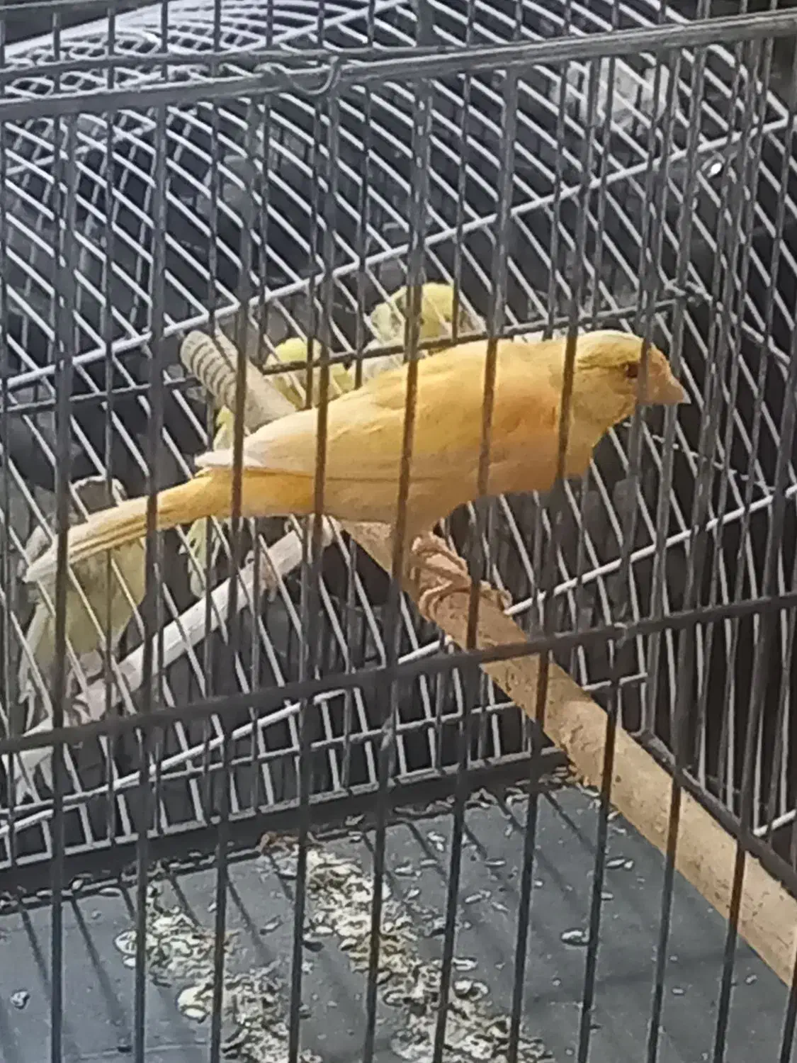 قناری جمله|پرنده|بندر ماهشهر, |دیوار