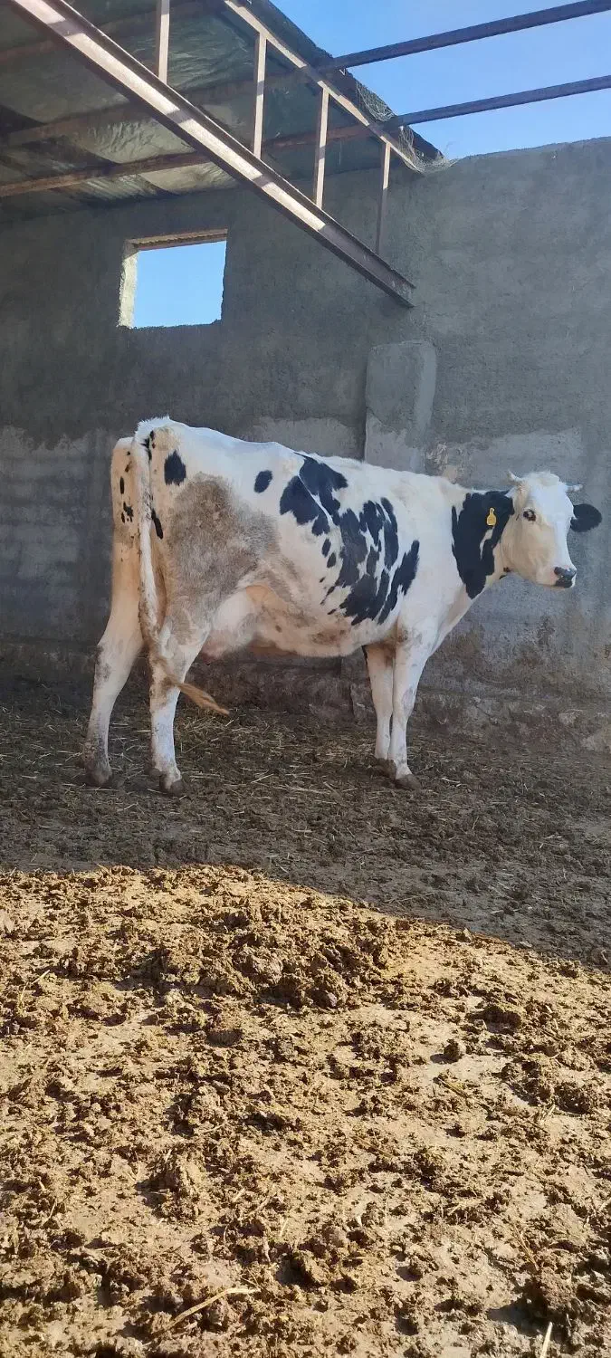 ماده گاو|حیوانات مزرعه|چناران, |دیوار