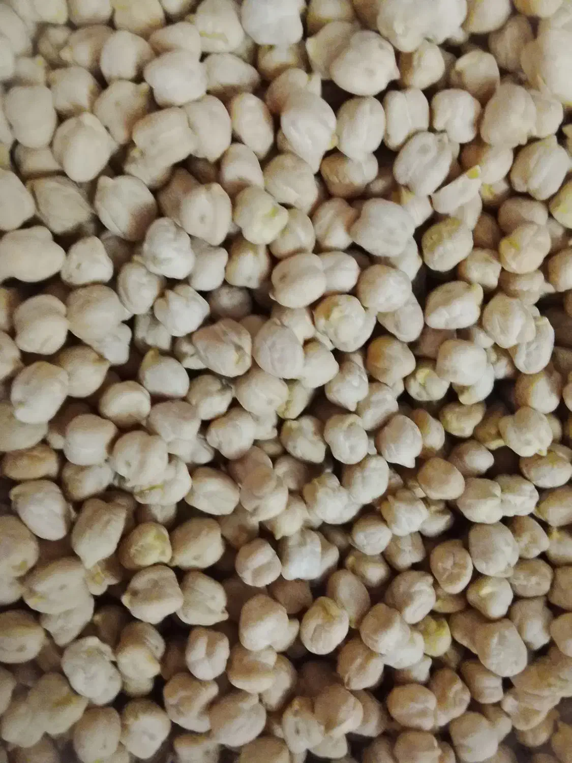 نخود فلافلی|خوردنی و آشامیدنی|اسلام‌شهر, شهرک الهیه|دیوار