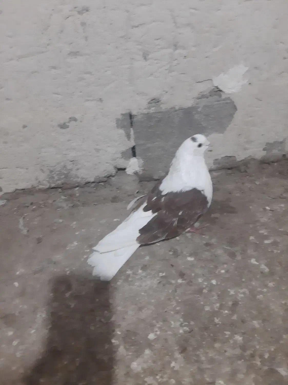 طوقی اویناق|پرنده|نمین, |دیوار