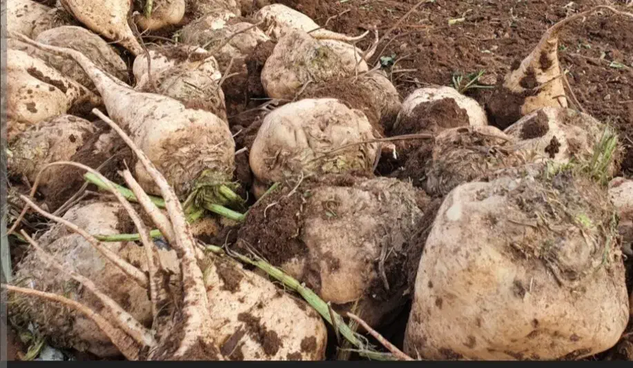 چغندر قند سالم وتمیز|عمدهفروشی|بشاریات, |دیوار