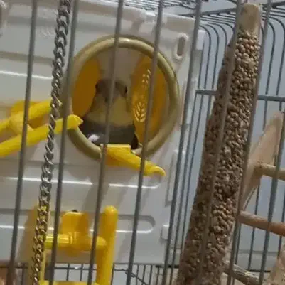 عروس هلندی|پرنده|خرمدره, |دیوار