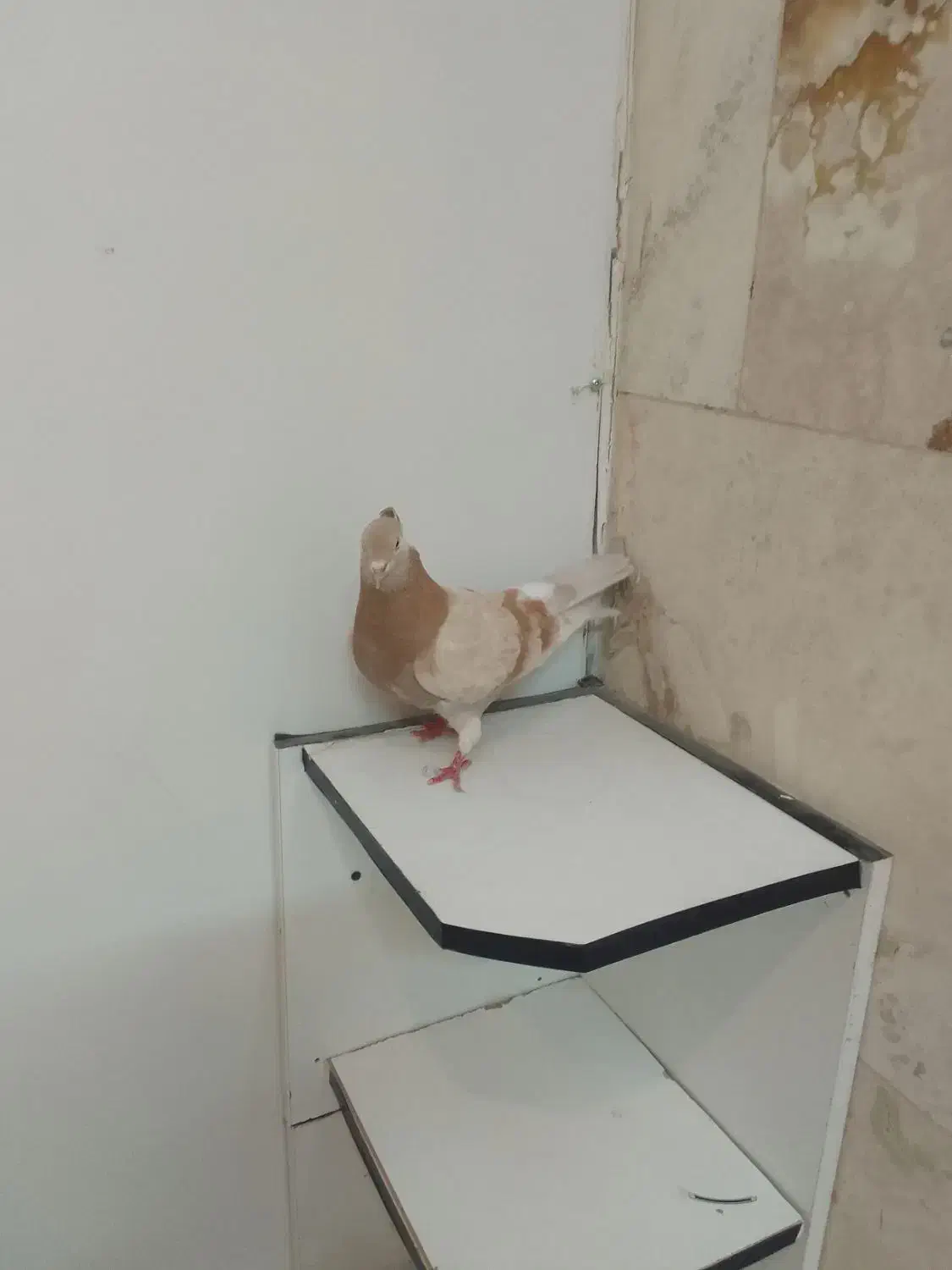 کبوتر زرد|پرنده|محلات, |دیوار