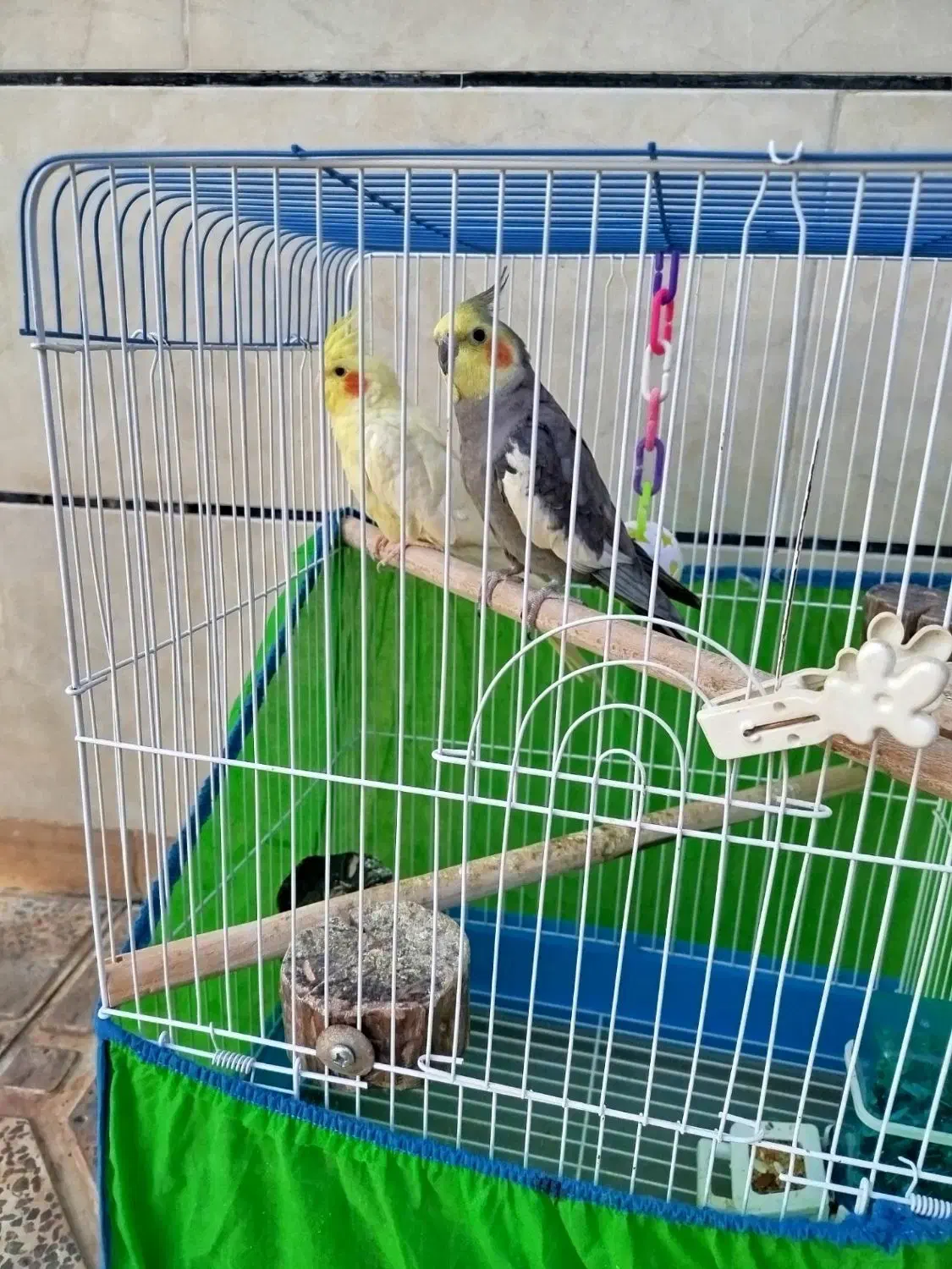 عروس هلندی سخنگو|پرنده|رضوانشهر, |دیوار