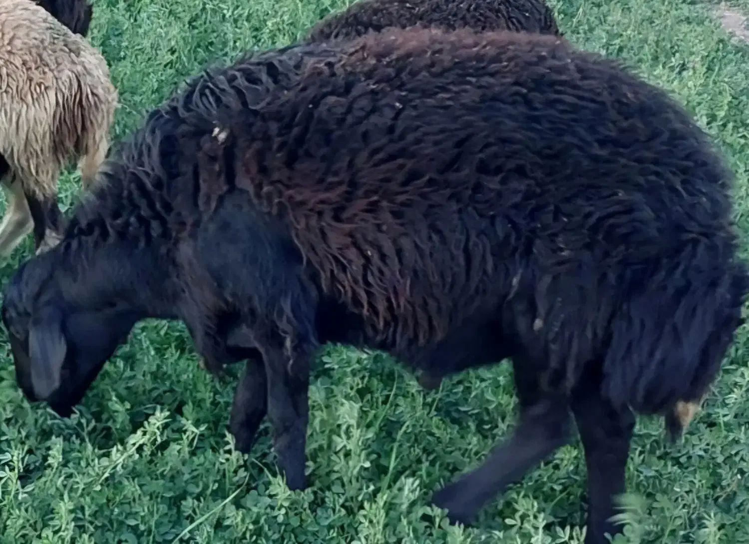 قوچ قره قزل|حیوانات مزرعه|سیلاخور, |دیوار