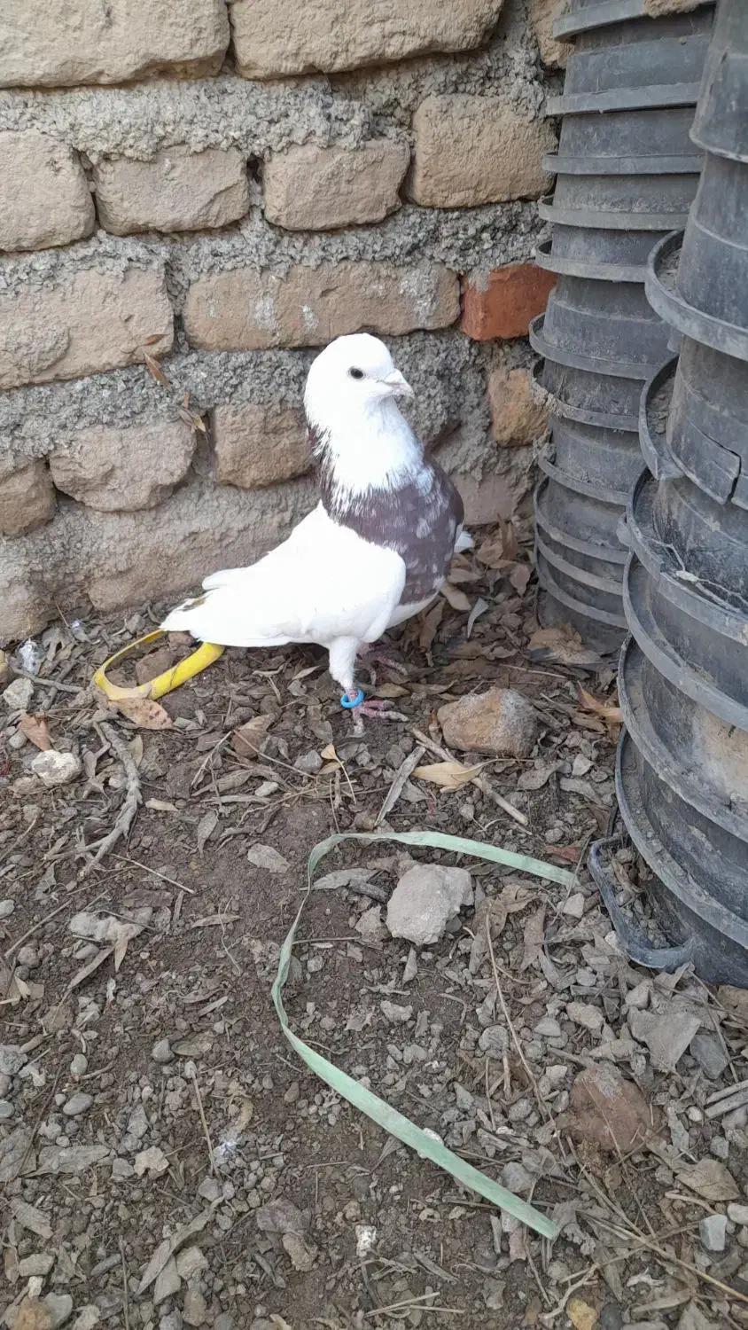 کبوتر طوقی وشهرستانی|پرنده|قلعه نو, |دیوار