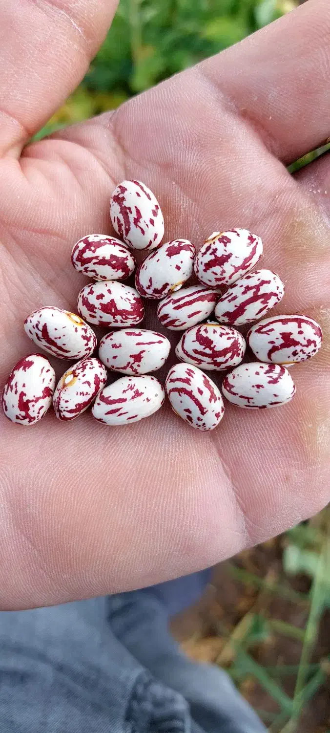 لوبیا چیتی درجه‌ یک|خوردنی و آشامیدنی|مهربان, |دیوار