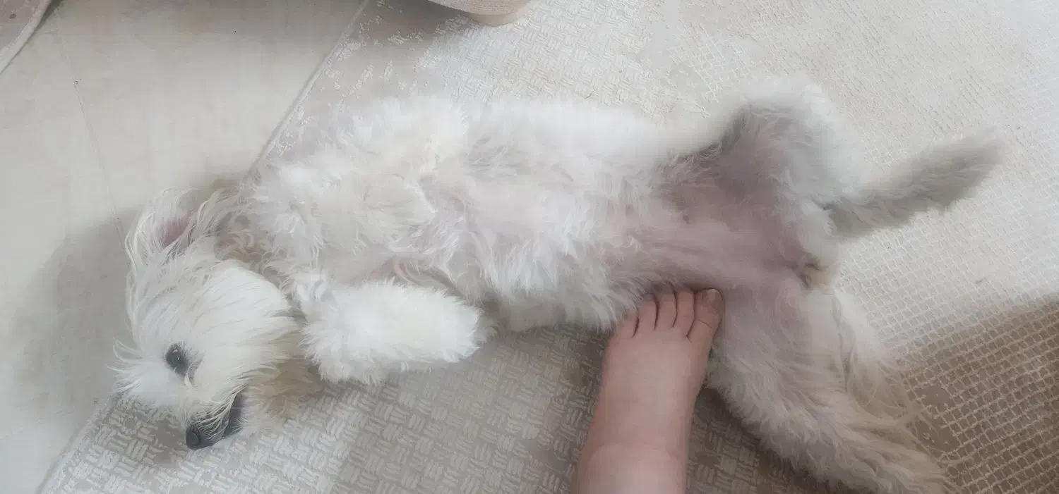 سگ خانگی|سگ|قم, قلعه عموحسین|دیوار