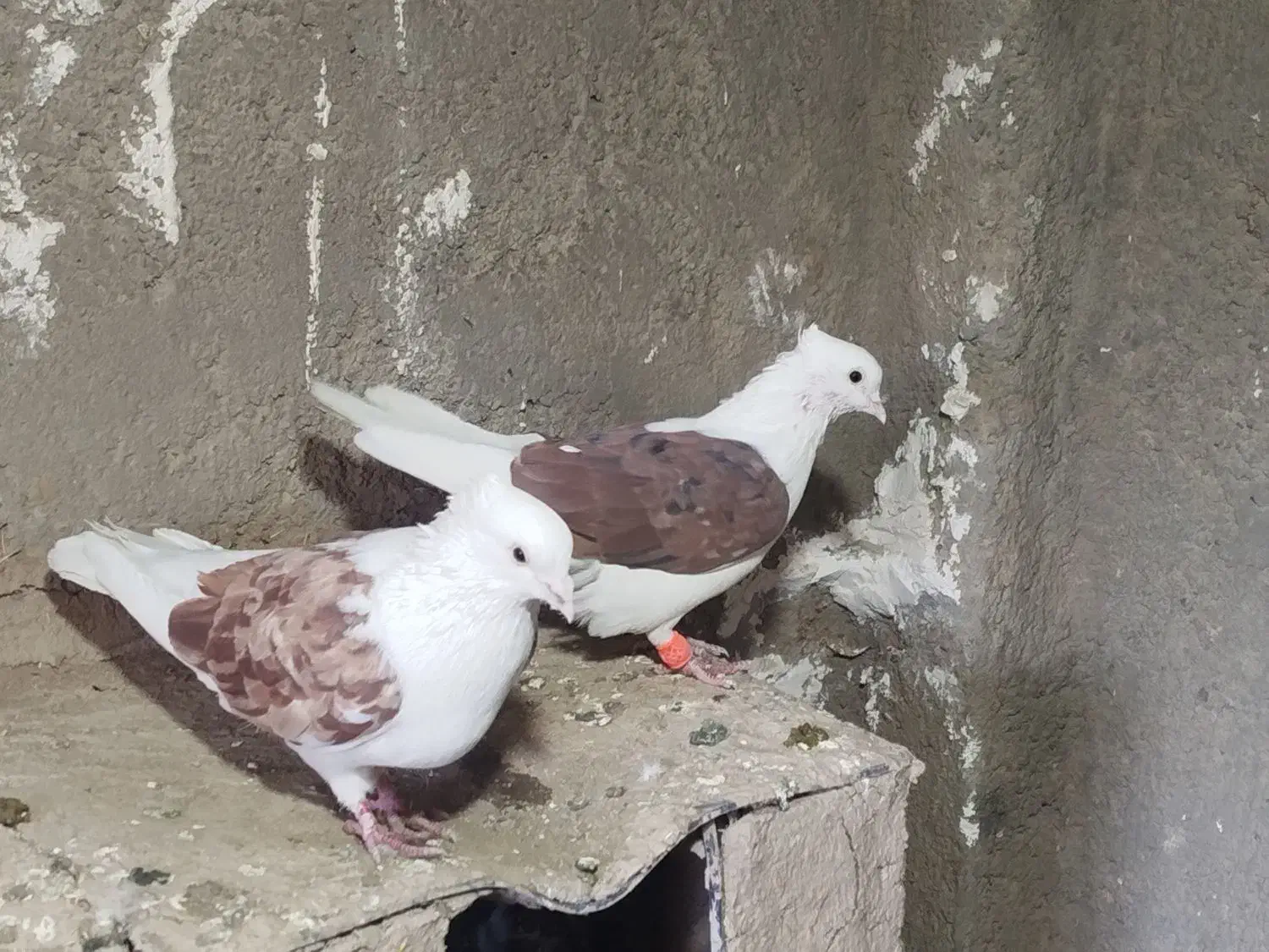 کبوتر کله و شونی|پرنده|بروجرد, |دیوار