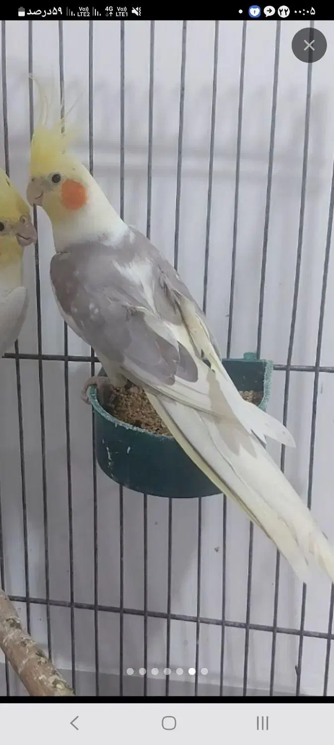 عروس هلندی|پرنده|جم, |دیوار