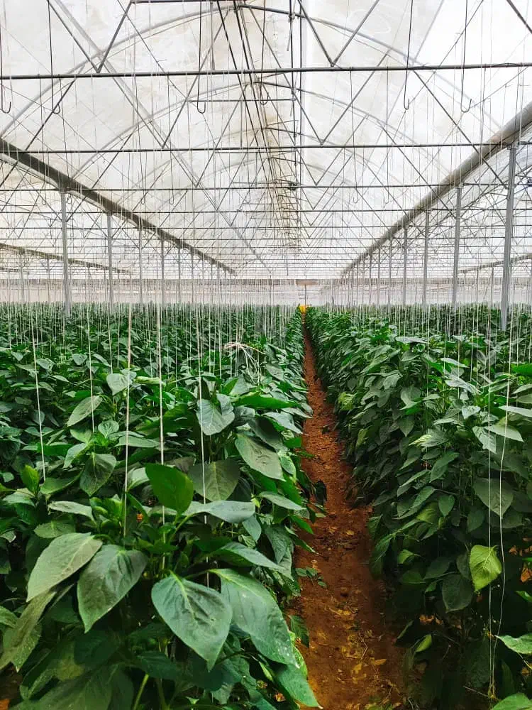 برق گلخانه و مرغداری|خدمات پیشه و مهارت|شیراز, شهرک صنعتی|دیوار