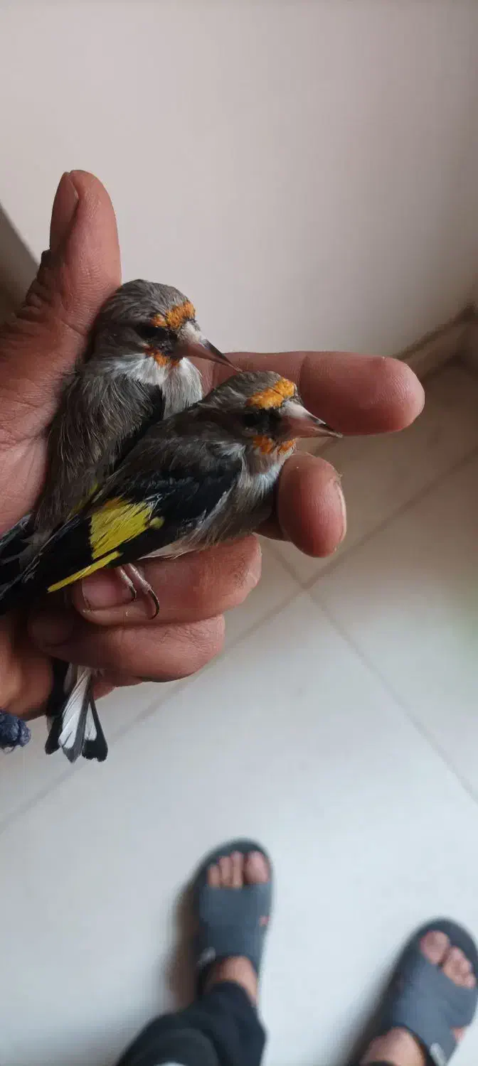 سهره نر و ماده|پرنده|اصفهان, پزوه|دیوار