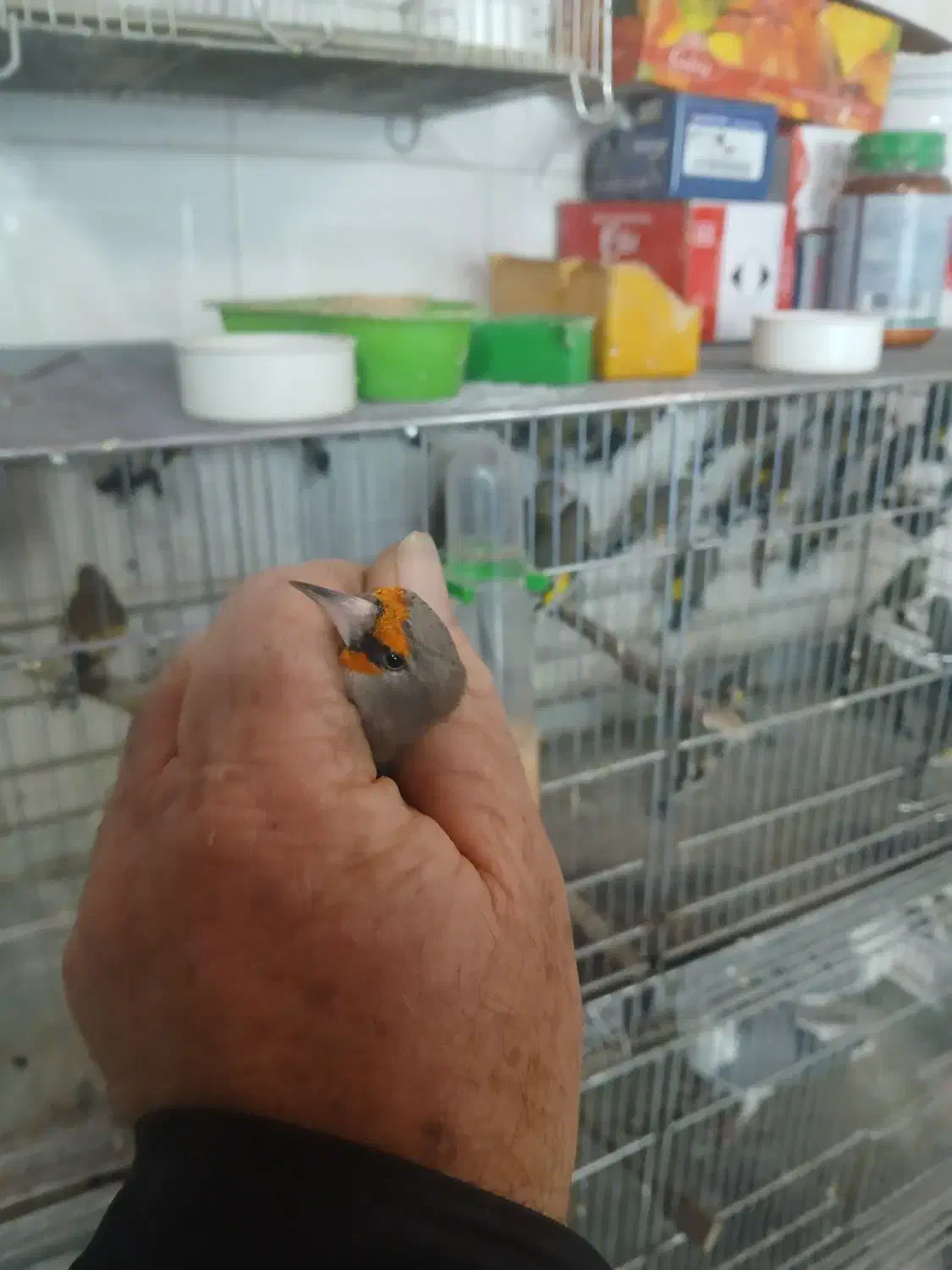 سهره وگلبسر|پرنده|اصفهان, مارچین|دیوار