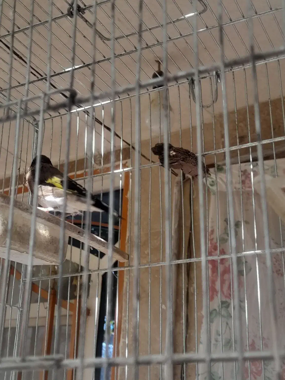 جوجه سهره نر وماده قفسی|پرنده|نهاوند, |دیوار