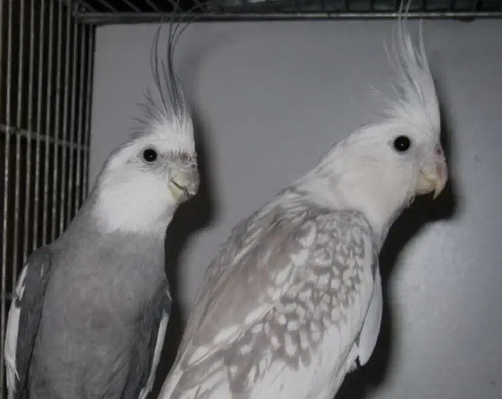 عروس هلندی گم شده|پرنده|اسفراین, |دیوار