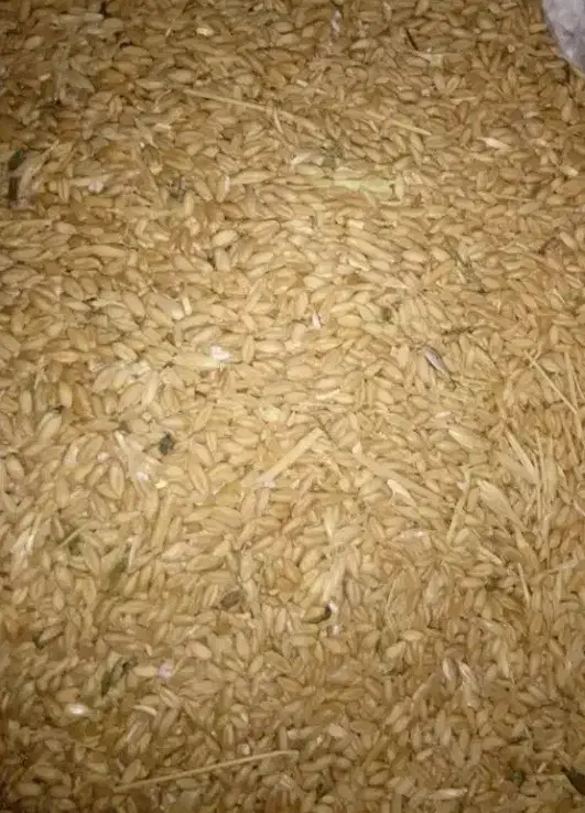 گندم|لوازم جانبی حیوانات|نوشین شهر, |دیوار