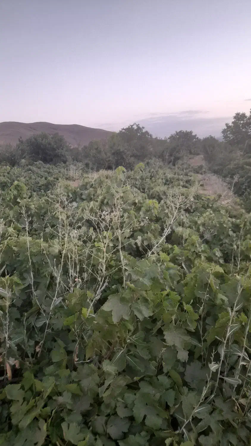 فروش یک جیریب  باغ  انگوری درجه یک|فروش خانه و ویلا|ملایر, |دیوار