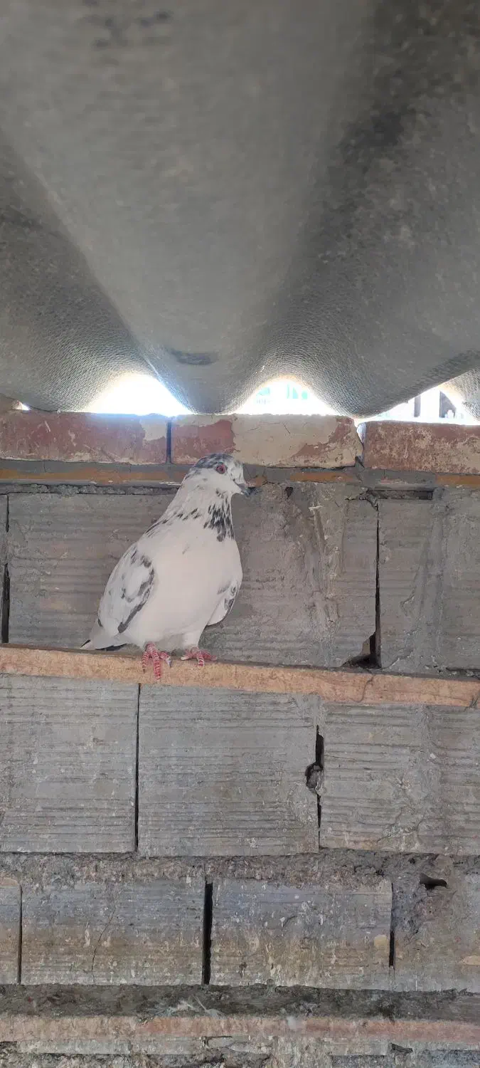 کبوتر ناب|حیوانات|اسلام‌شهر, مطهری|دیوار