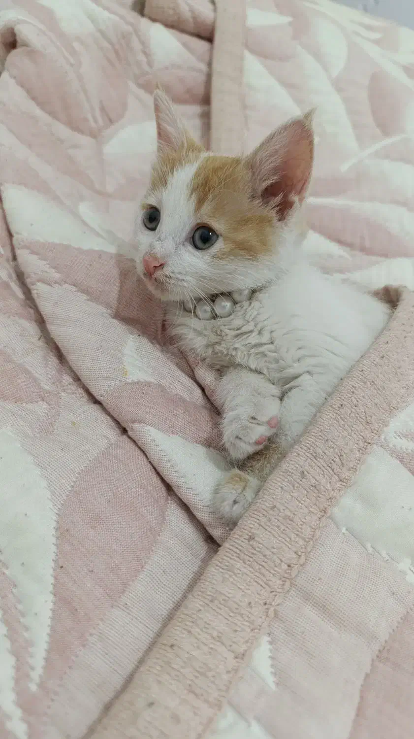 بچه گربه ملوس. واکسن خورده|گربه|پاکدشت, پاکدشت (مامازند)|دیوار