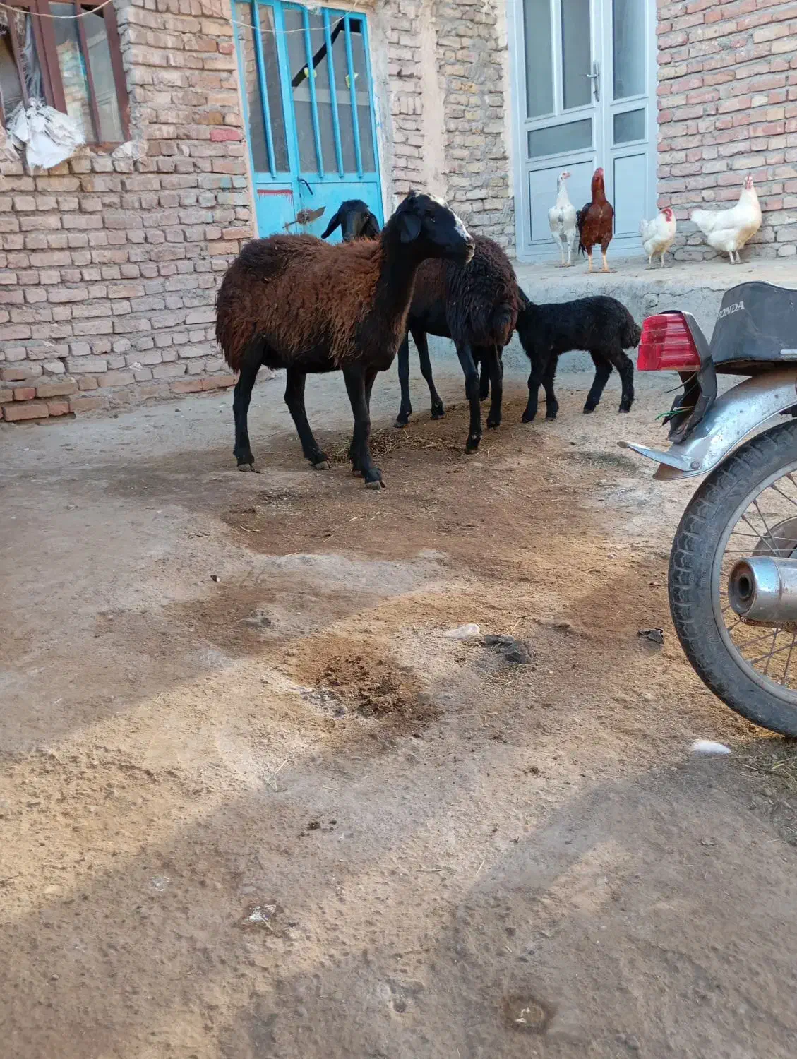 فروش دو عدد گوسفند بره دار|حیوانات مزرعه|سراب, |دیوار