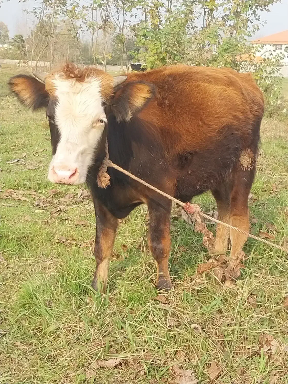 دوراس گوساله نر استثنایی سیمینتال و دورگ چالوسی|حیوانات مزرعه|کوچصفهان, |دیوار