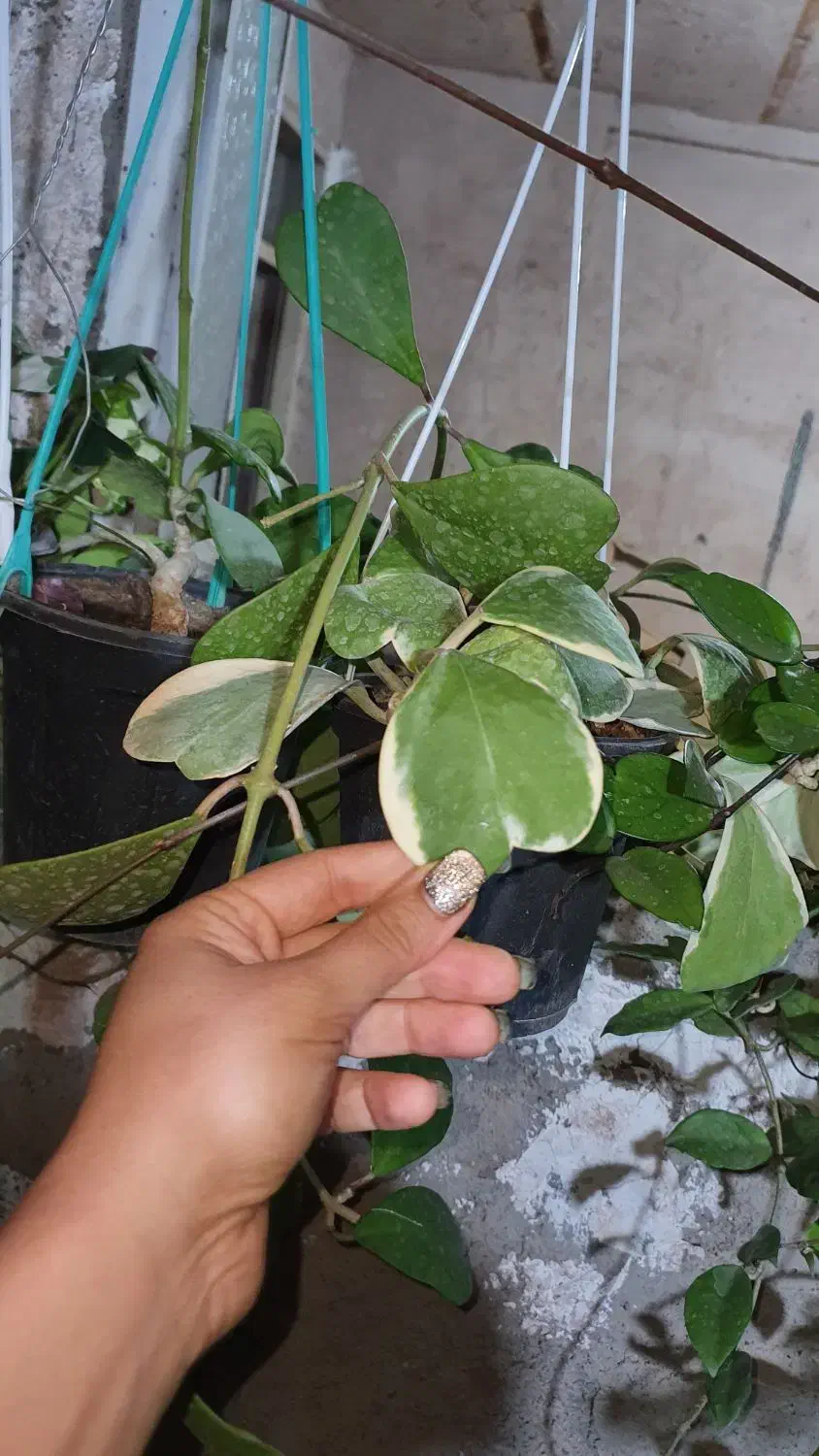 گل و گلدان سبر|گل و گیاه طبیعی|قزوین, |دیوار