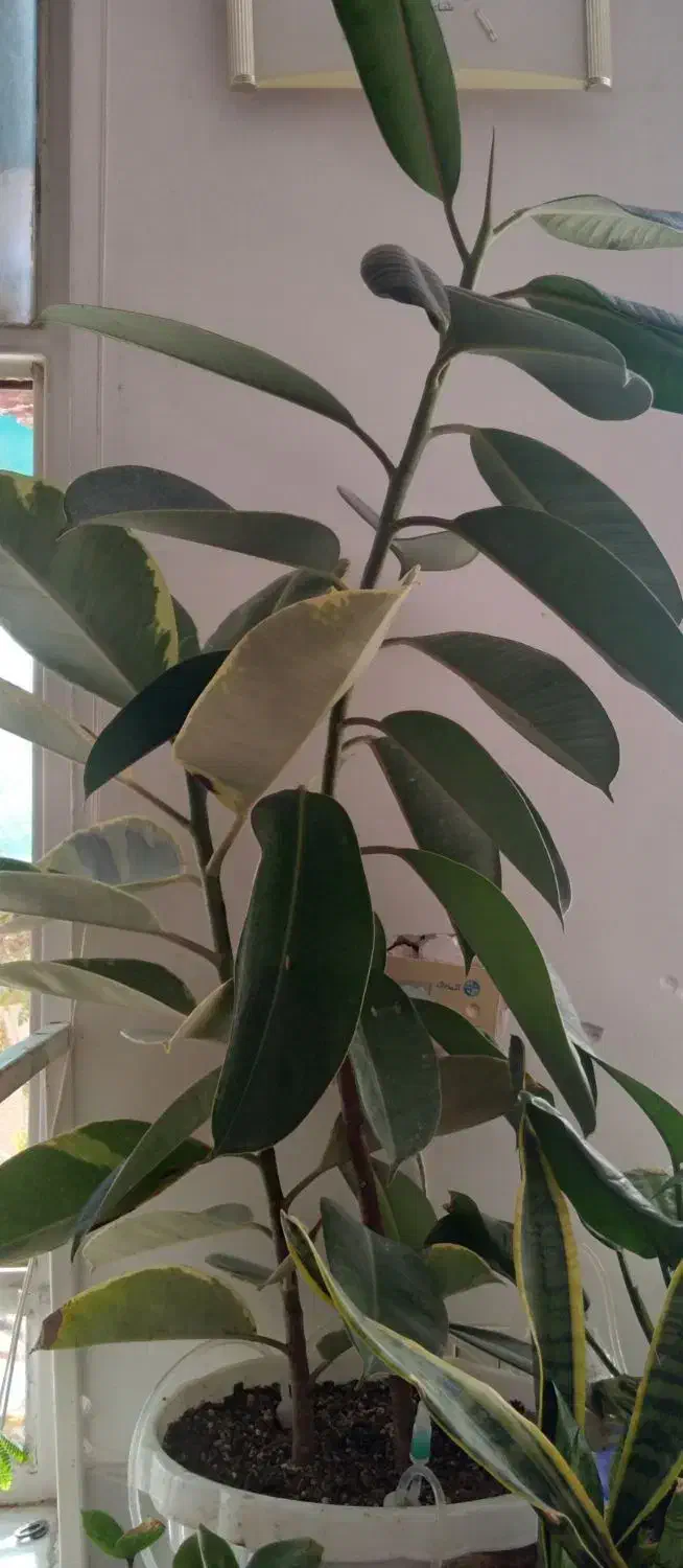 گل های خانگی|گل و گیاه طبیعی|میبد, |دیوار