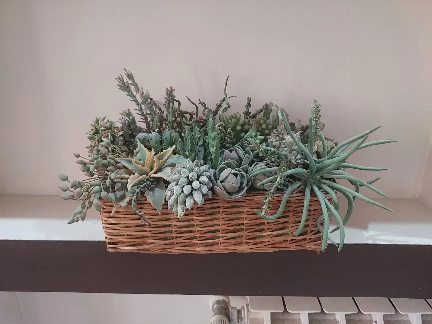 سبد کاکتوس دست ساز|گل مصنوعی|تهران, صادقیه|دیوار