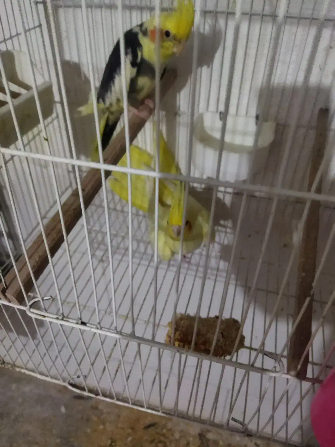 عروس لیتینو وابلق|پرنده|تهران, پرستار|دیوار