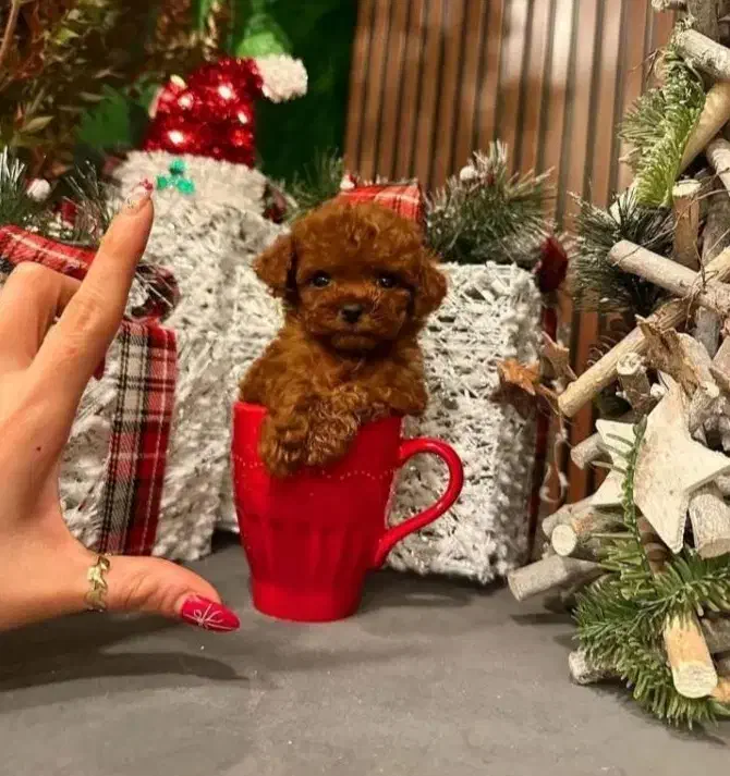 پودل تاینی و تدی|سگ|اصفهان, شهرک امام زمان|دیوار