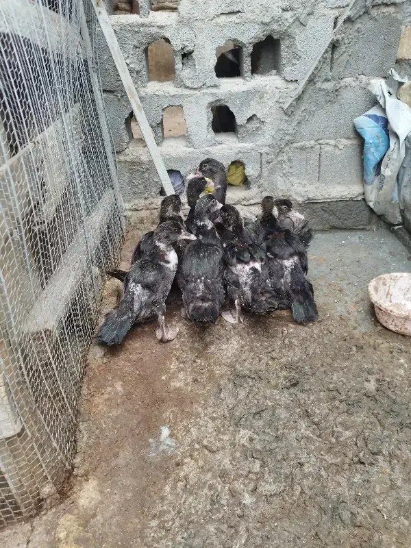 اردک خارجی|حیوانات مزرعه|گمیشان, |دیوار