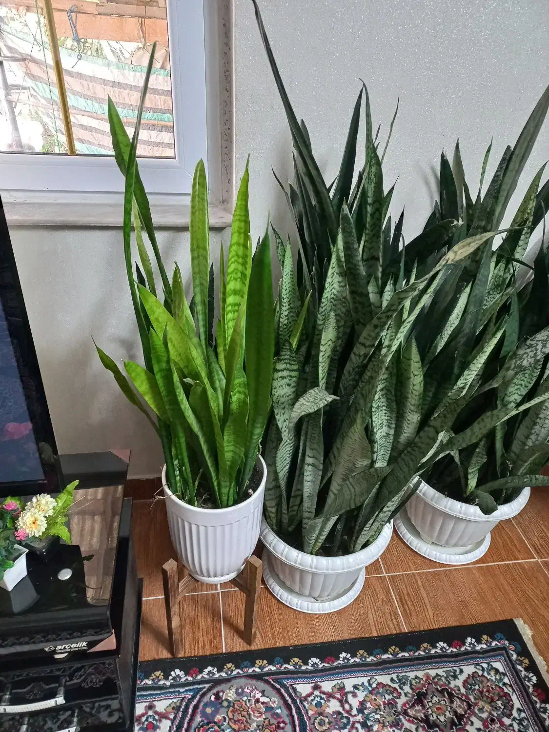 فروش گل خانگی|گل و گیاه طبیعی|رودبنه, |دیوار