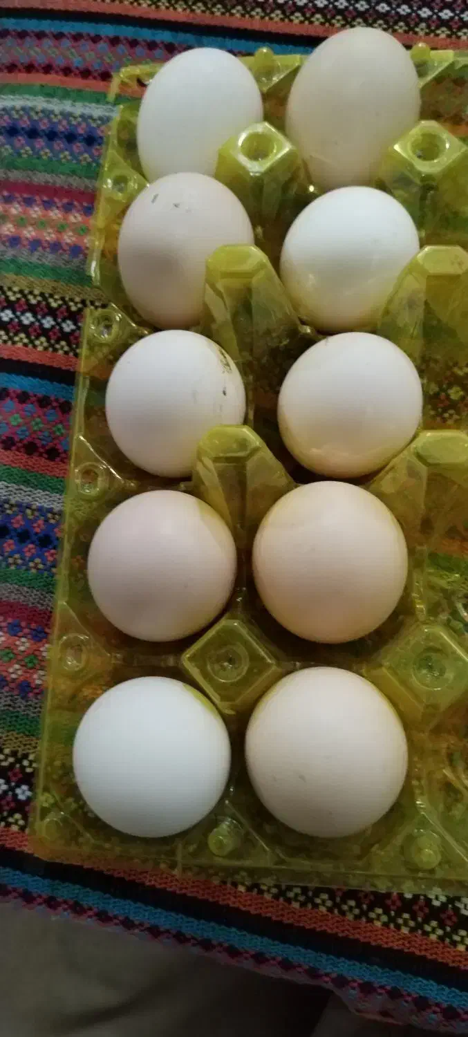 تعداد 15 عدد تخم مرغ گلین تازه|خوردنی و آشامیدنی|برازجان, |دیوار