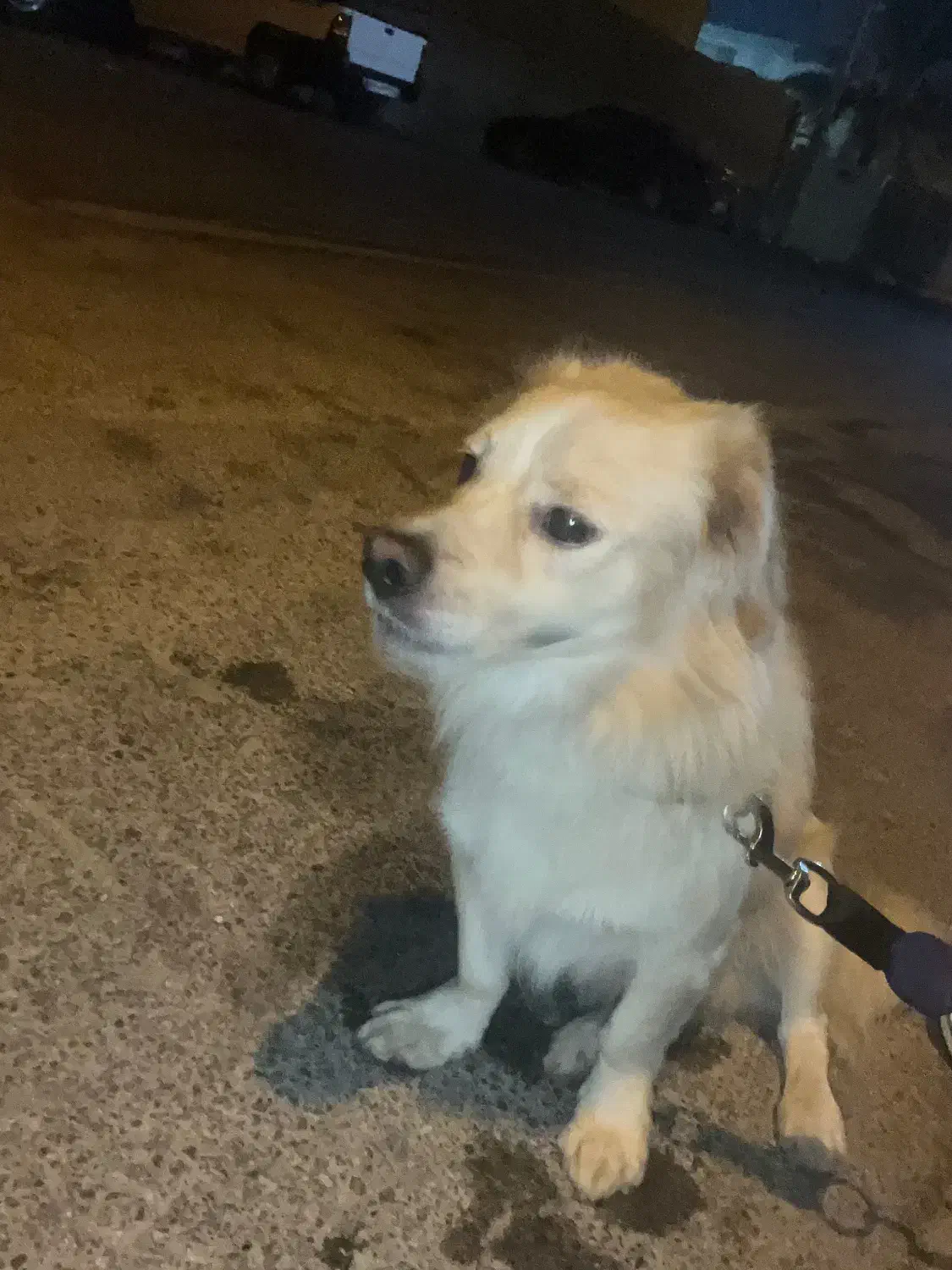 اشپیزو|سگ|بوشهر, |دیوار