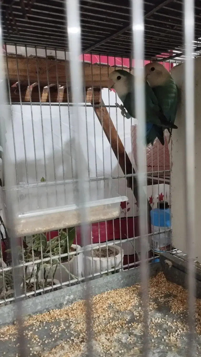 طوطی برزیلی|پرنده|تاکستان, |دیوار