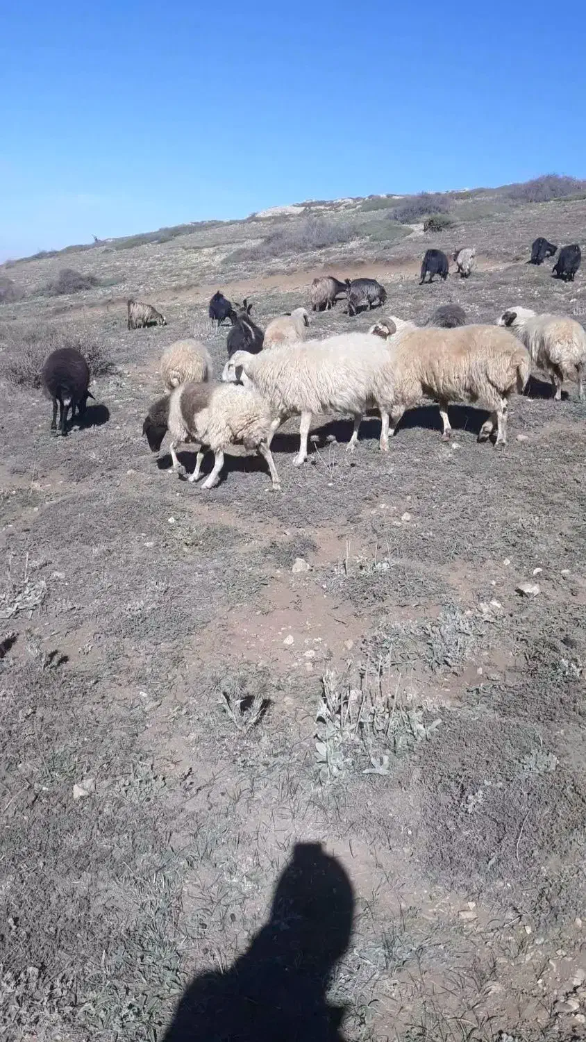 نر داشتی دوراس|حیوانات مزرعه|دیلمان, |دیوار