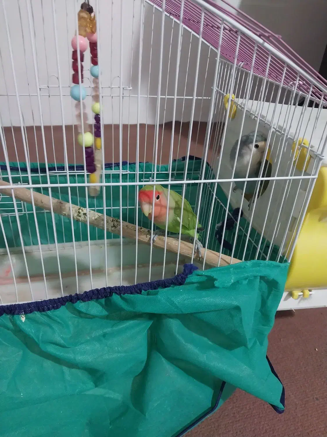 فروش پرنده|پرنده|همدان, |دیوار