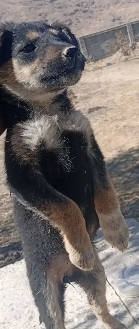 توله میکس دوبرمن و ژرمن|سگ|شیراز, میانرود|دیوار