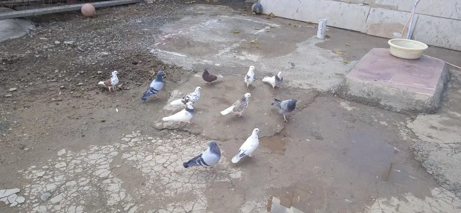 کبوتر|پرنده|روانسر, |دیوار