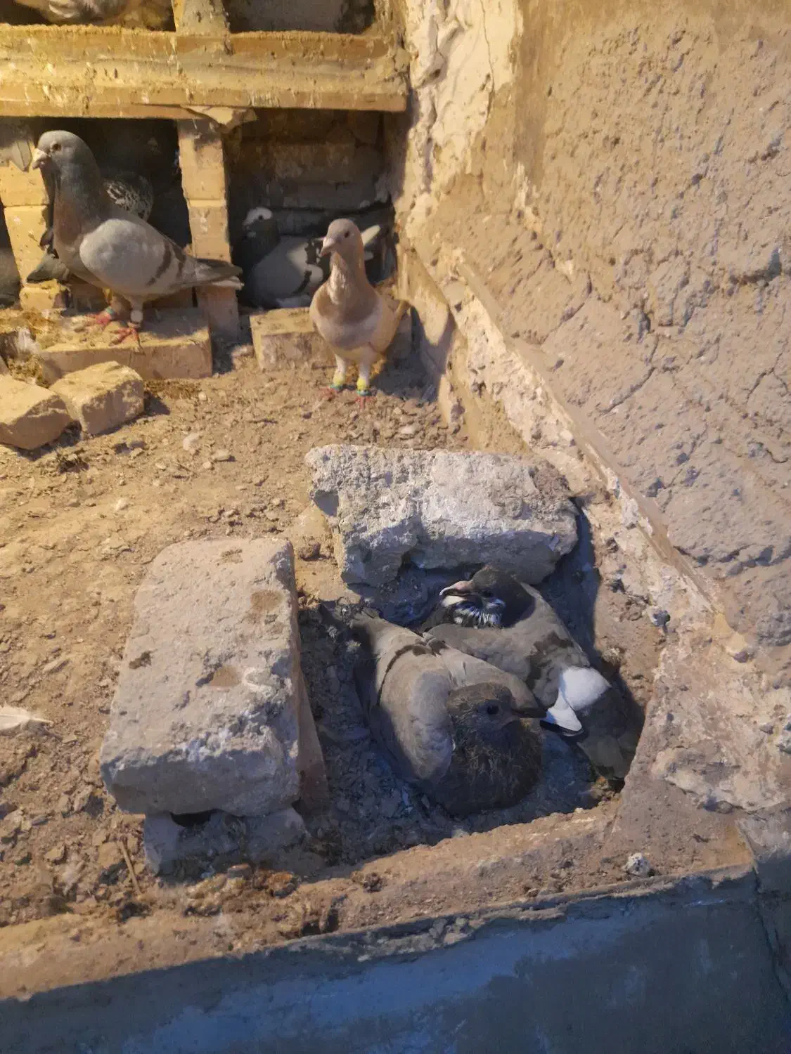 کبوتر|پرنده|تهران, پامنار|دیوار