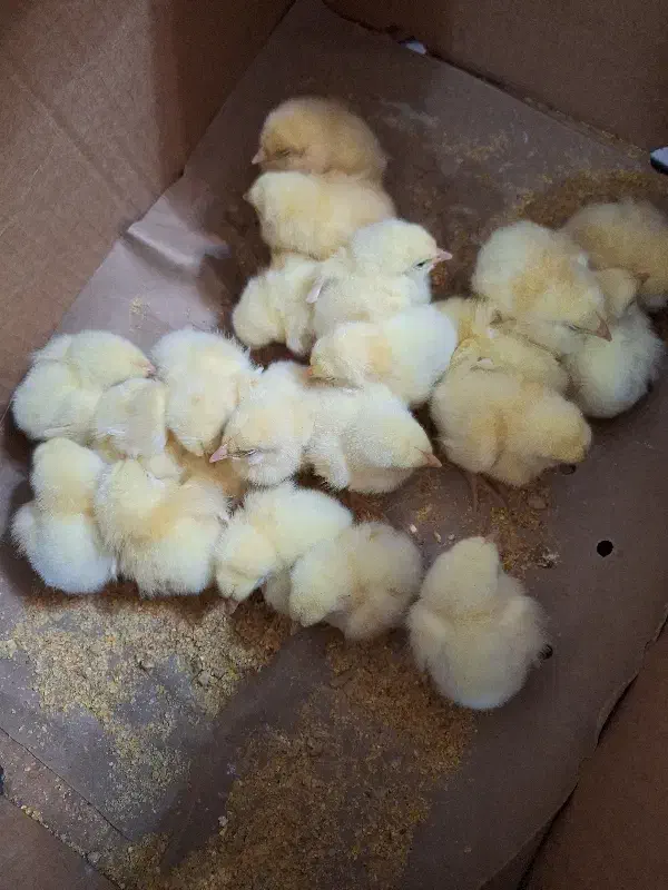 ۱۸عدد جوجه ماشینی دانه ای ۱۲ تومن|پرنده|رشت, چمارسرا|دیوار