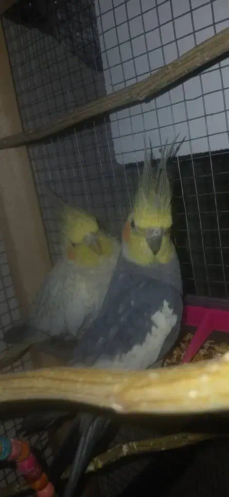 عروس هلندی با قفس|پرنده|شاهین‌شهر, عطار|دیوار